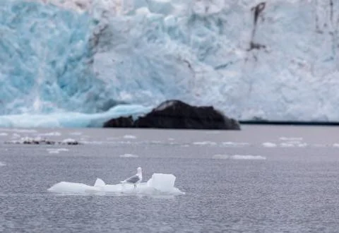 Glaucous gull, Larus hyperboreus, sitting on a small iceberg in front of a Foto stock