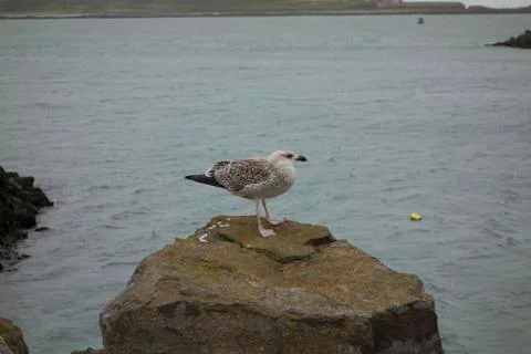 Glaucous gull a migratory bird Stock Photos