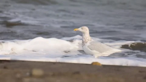Glaucous gull  sitting on a sandy beach during Video stock 299945673