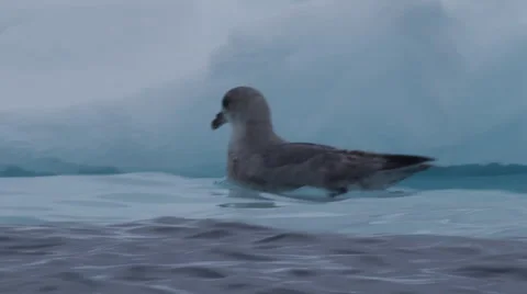 Glaucous gull swims next to edge of sea ice in choppy water Stock Footage 64280231