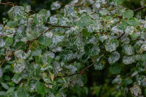 Glaucous leaves of the tree. Stock Photos