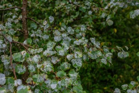 Glaucous leaves of the tree. Stock Photos