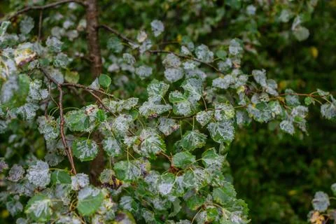 Glaucous leaves of the tree. Stock Photos