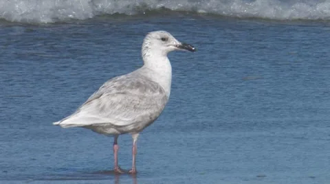 Glaucous-winged Gull 2. Stock Footage 8508719