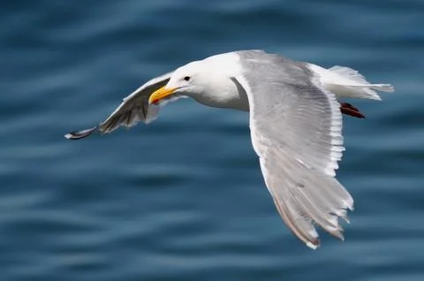 Glaucous-winged Gull in Flight Fotos Stock