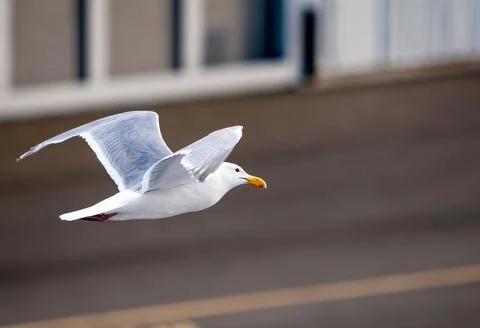 A Glaucous-winged Gull in flight Foto stock