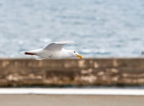 A Glaucous-winged Gull in flight Stock Photos