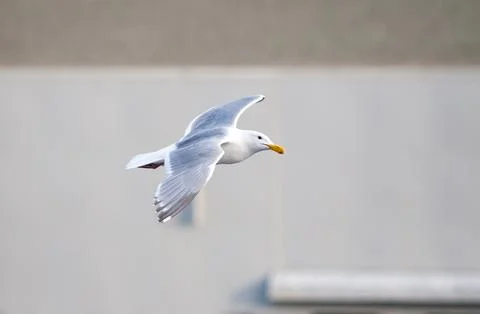 A Glaucous-winged Gull in flight Stock Photos