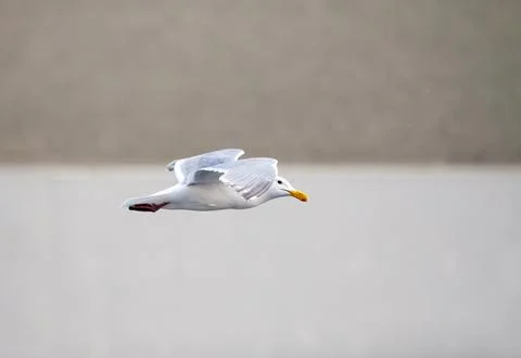 A Glaucous-winged Gull in flight Stock-Fotos