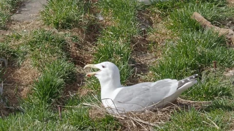 Glaucous-winged Gull on nest panting, Homer, Alaska Stock Footage 244132458