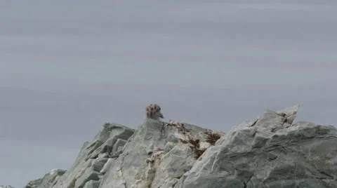 Glaucus Gull Chicks Pokes Spotted Head Above Rock Stock Footage 52925420