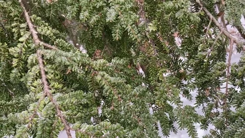 Glazed Fern Stock Footage 287530407