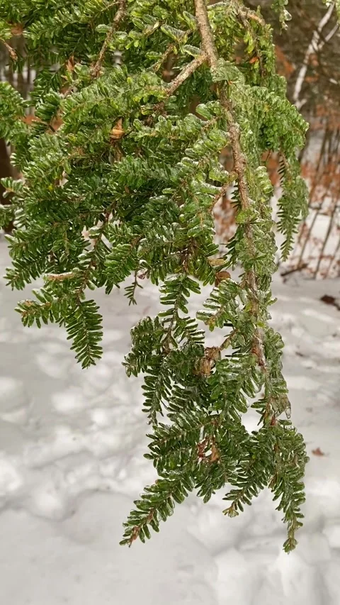 Glazed Fern Vertical Stock Footage 286394361