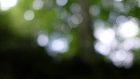 Gleaming blurs of light in a forest Stock Footage 78137444