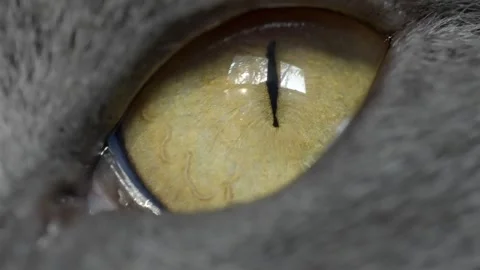 Gleaming Cat Eye With Yellow Iris in Extreme Close Up Stock Footage 345453569