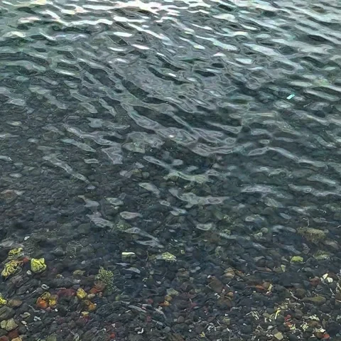 Gleaming Ripples on Clear Shallow Water Surface Over Stones, Rocks, and Pebbles Vídeos de archivo 343390010