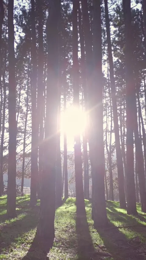 Gleaming sun in a beautiful pine tree forest, green grass carpet, vertical phone Stock Footage 283344792