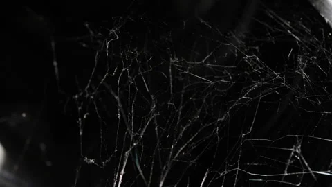 The gleaming threads of a web in pitch blackness. Stock Footage 315760276