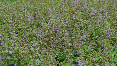 Glechoma hederacea Stock Footage 180501063
