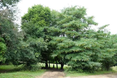 Gleditsia triacanthos Foto stock