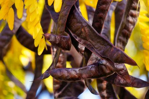 Gleditsia triacanthos Stock Photos