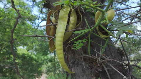 Gleditsia triacanthos tree trunk with spiky thorns. Video stock 340279373