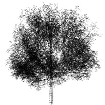 Gleditsia triacanthus (Shademaster) 3D Model