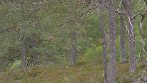 Glen Affric Forest, Scotland - Ungraded Version Stock Footage