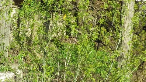 Glen park sparrows Stock Footage 247718571