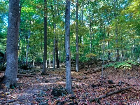 Glen trail forest view Stock Photos