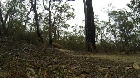 Glenbrook MTB Drop Video stock 46799655