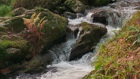 Glendalough creeks Video stock 197066005