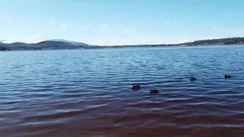 Glenmore ducks Stock Footage 243826370