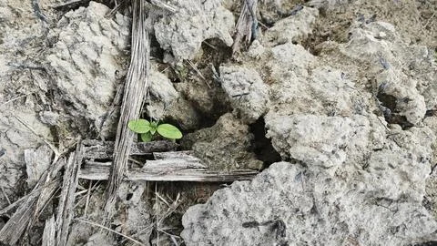 The gley soil Фото