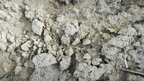 The gley soil Фото