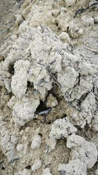The gley soil Фото