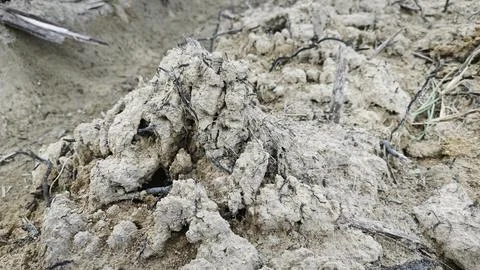 The gley soil Фото