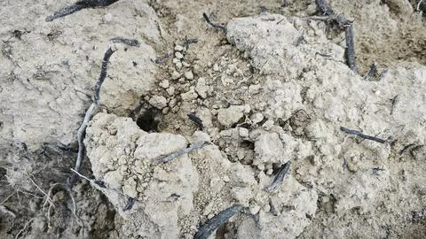 The gley soil Фото