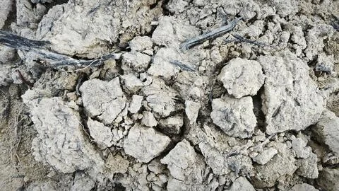 The gley soil Фото