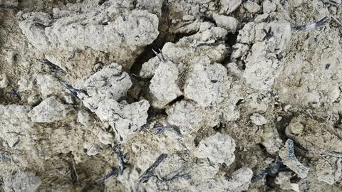 The gley soil Фото