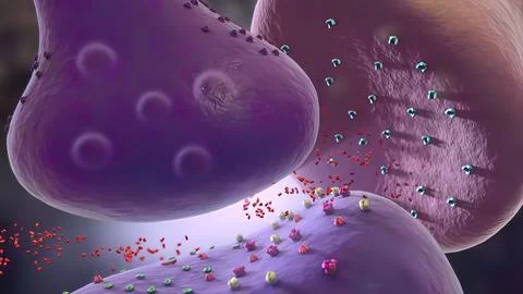 Glial cells of the nervous system release transmitters to release neuronal an Stock Illustration