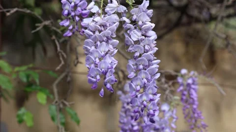 Glicine 01 Video stock 270254533