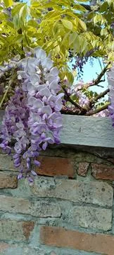 Glicine in fiore Фото