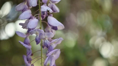 Glicinia Stock Footage 126537141