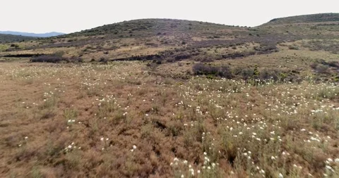 Glide across Sourgrass Flat Stock Footage 131886987