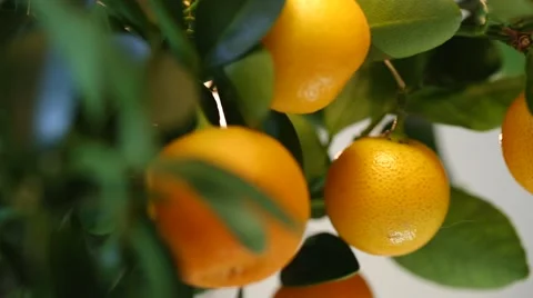 Glide along the orange tree Stock Footage 41636618