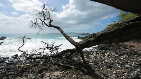 Glide cam shot along rustic tree on rocky beach by ocean in Maui, Hawaii (HI) Stock Footage 57241441