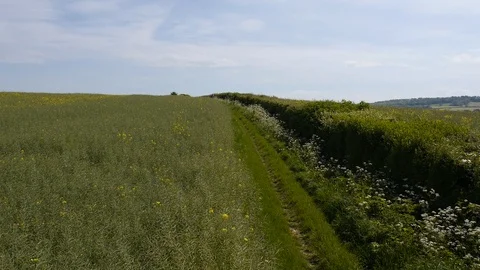 Glide up field with uav, rape seed field Stock Footage 93781732
