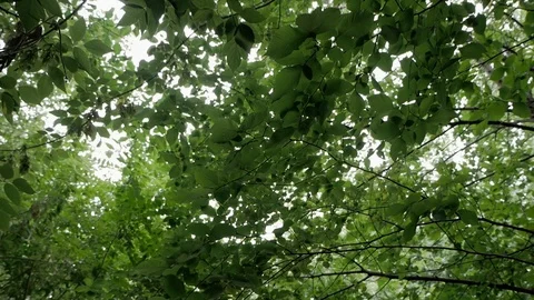 Glide Stock Footage 115853097