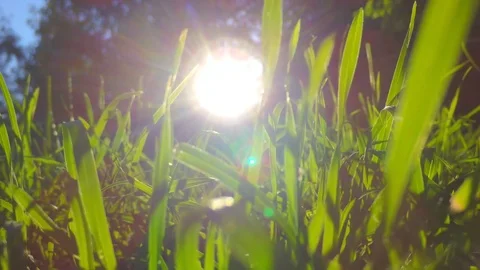 Glide in the grass in front of the sun Stock Footage 76251749